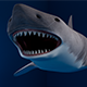 White Shark 3d Model