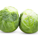 Brussel Sprouts isolated on white background - PhotoDune Item for Sale