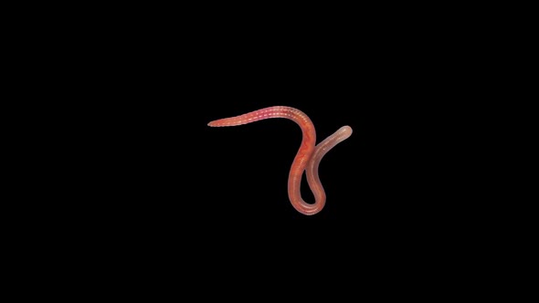 Earthworm creep. Footage with alpha channel