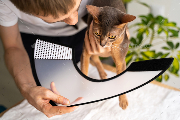 Caring for cat top with elizabethan collar