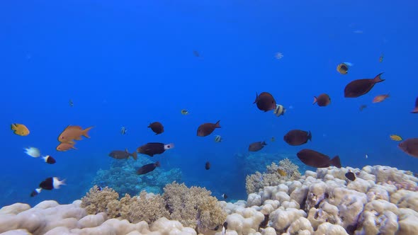 Underwater Background alt