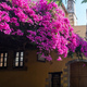 Chania Old Town Crete island Greece. Traditional tavern blooming pink and purple bougainvillea plant - PhotoDune Item for Sale