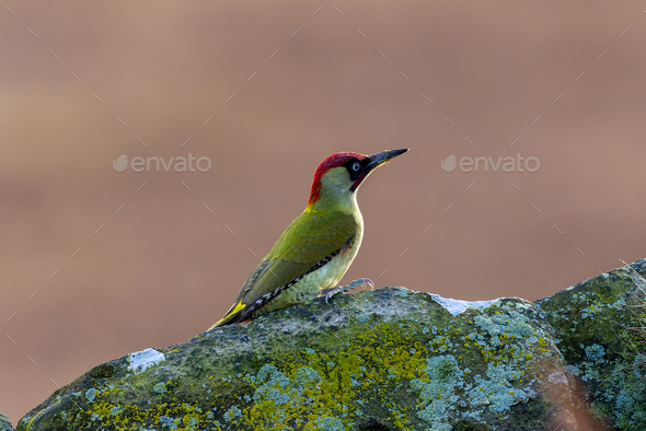 Closeup of a European green woodpecker, Picus viridis resting on a rock. - Stock Photo - Images