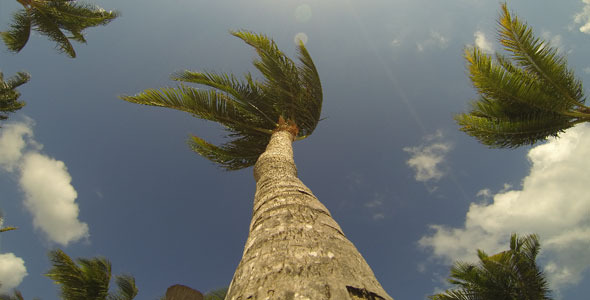 Time Lapse of Palm Trees and Sky