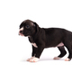 Cute little American Pit Bull Terrier puppy isolated on white background - PhotoDune Item for Sale