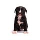Cute little American Pit Bull Terrier puppy isolated on white background - PhotoDune Item for Sale