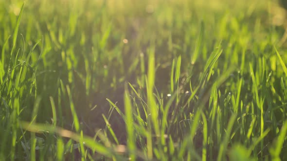Small Cut Grass Grows on Large Park Meadow in Evening alt