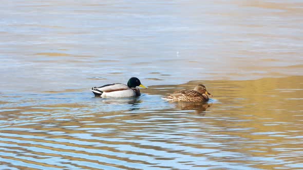 Ducks Swim on Lake