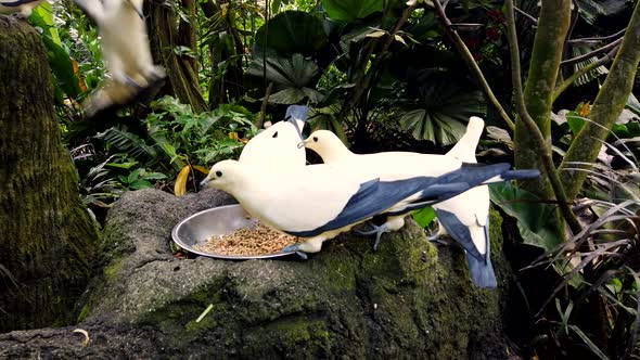 Feeding of Beautiful Dove in Jungle Park, Closeup. Pigeons White and Blue Color.