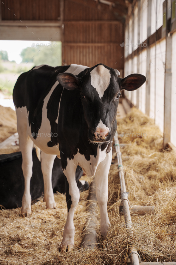 Holstein Friesian Cow in a Barn Stock Photo by fxquadro | PhotoDune