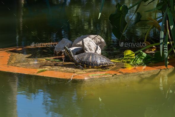 Yellow-eared slider turtle sunbathing in the lagoon in summer Stock ...