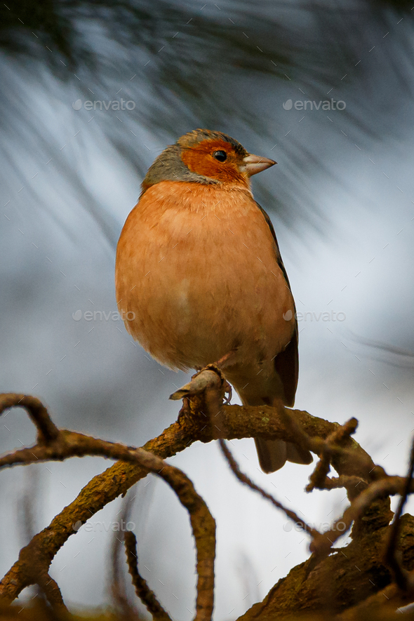 Vertical shallow focus of a Common chaffinch (Fringilla coelebs) on a dry branch - Stock Photo - Images