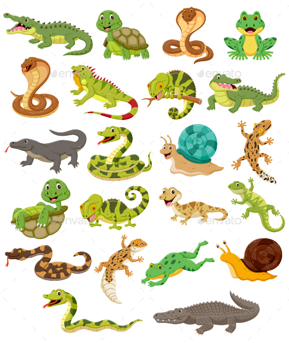 Set of Various Type of Reptile Cartoon