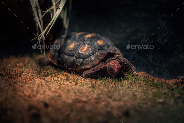 Red-footed Tortoise hatchling (Chelonoidis carbonaria) - Stock Photo - Images