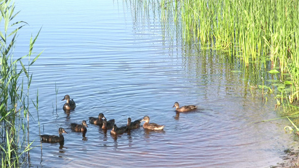 Feeding Of Duck Family