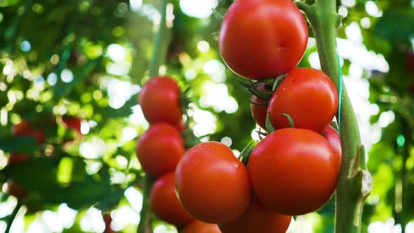 Ripe tomatoes on the vine