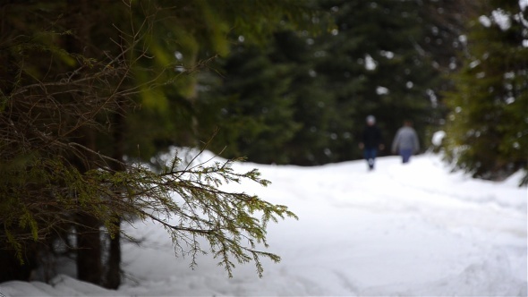 Silhouettes In Winter Forest