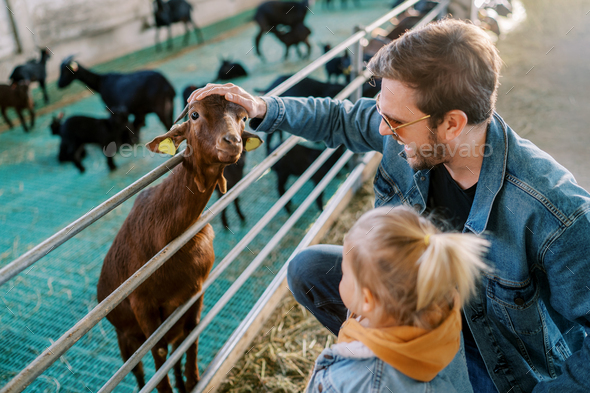 Little girl stands next to her dad stroking a goat head poking out over a pen fence