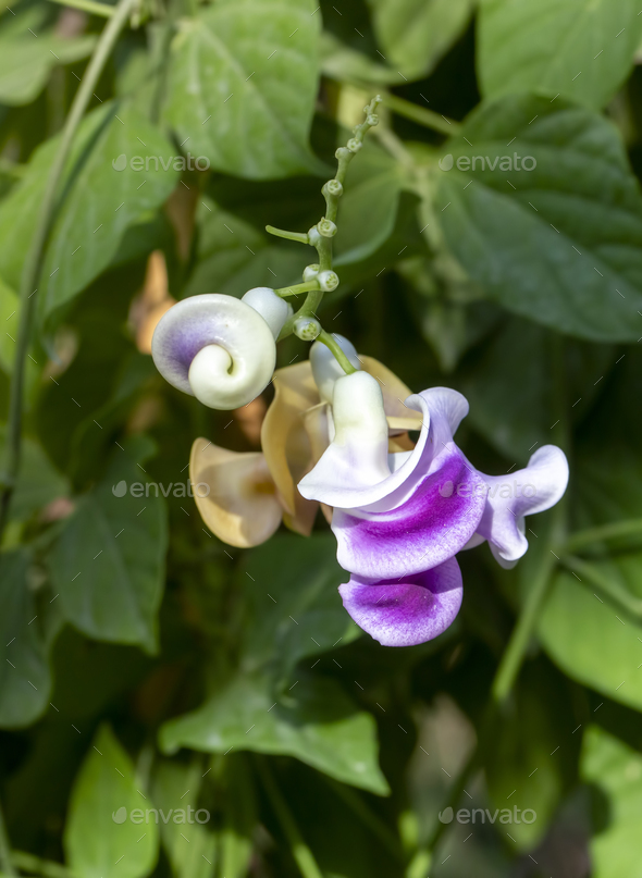 Vigna Caracalla close up, known as Snailflower, with amazing scent - Stock Photo - Images
