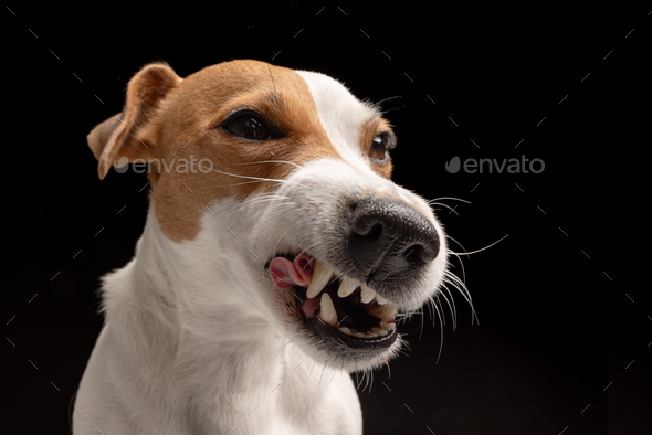 Jack russell hot sale angry