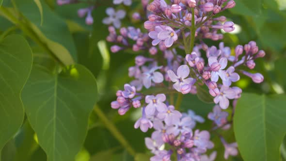 Blossoming Lilacs Among Green Leaves