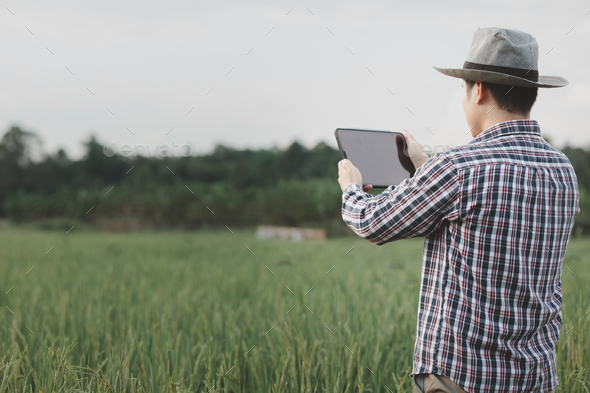 A man farmer examines the field of cereals and sends data to the cloud from the tablet, Smart farmin