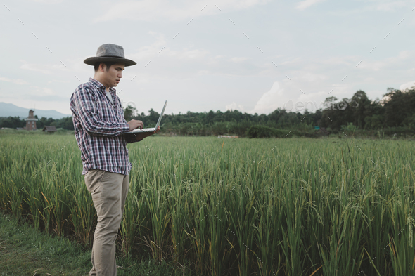 A man farmer examines the field of cereals and sends data to the cloud from the tablet, Smart farmin