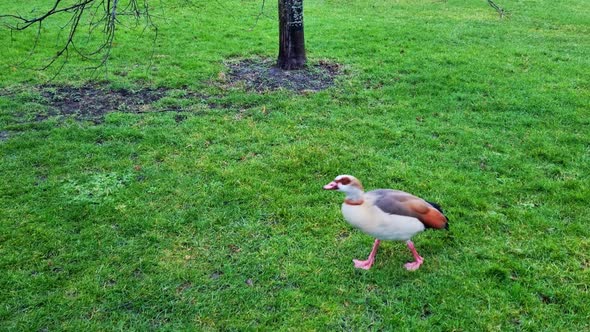 Geese and wild ducks walk on the green grass in the park