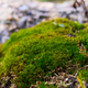 Green moss close up. Macrocosm of plants. Early spring and