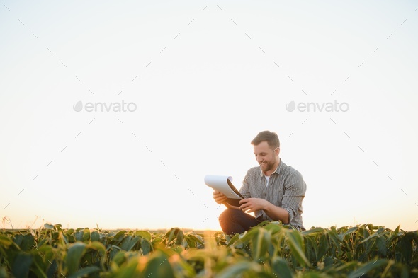 A farmer inspects a green soybean field. The concept of the harvest