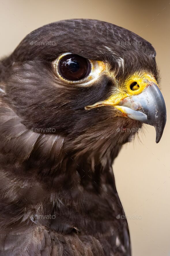 Closeup shot of a black falcon, Falco subniger - Stock Photo - Images