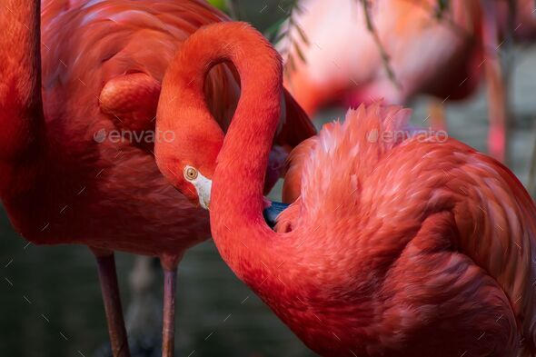 Pink flamingos standing side-by-side in profile view