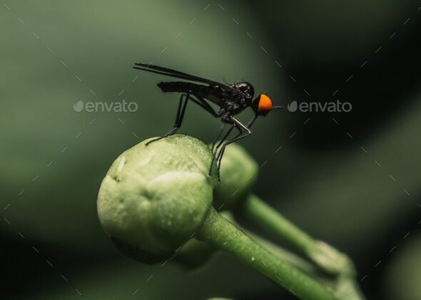 Closeup shot of a black dance fly on a plant, Rhamphomyia nigripennis - Stock Photo - Images