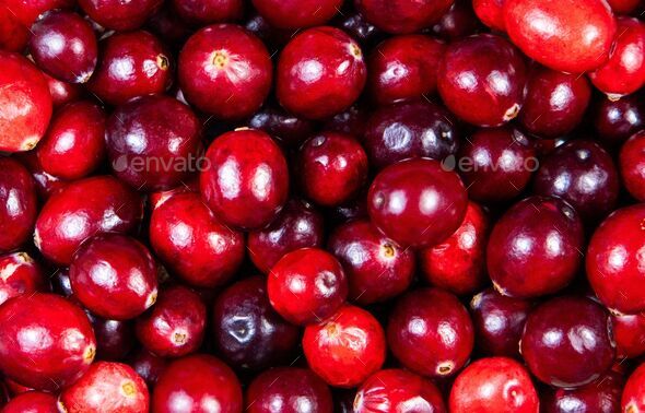 Abundance of Vaccinium vitis-idaea fruits in bright red tones - Stock Photo - Images