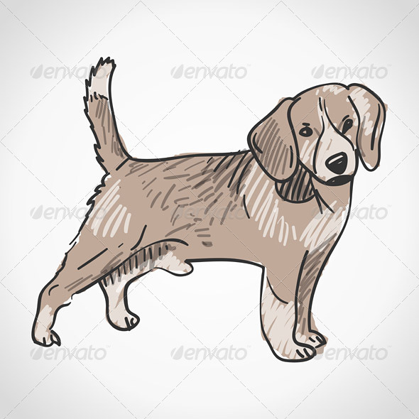 Beagle Dog - Animals Characters