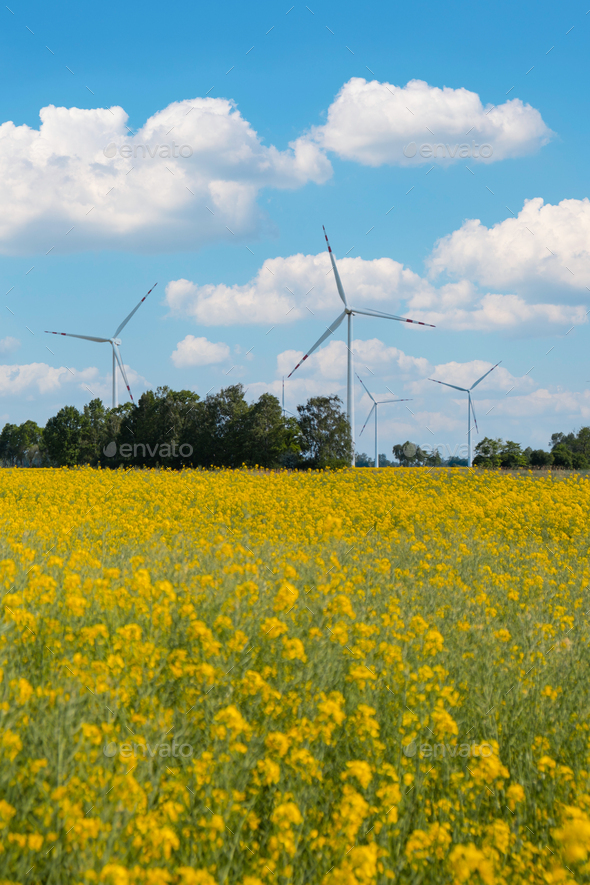 Wind turbine on grassy yellow field against cloudy blue sky in rural area  during sunset. Offshore