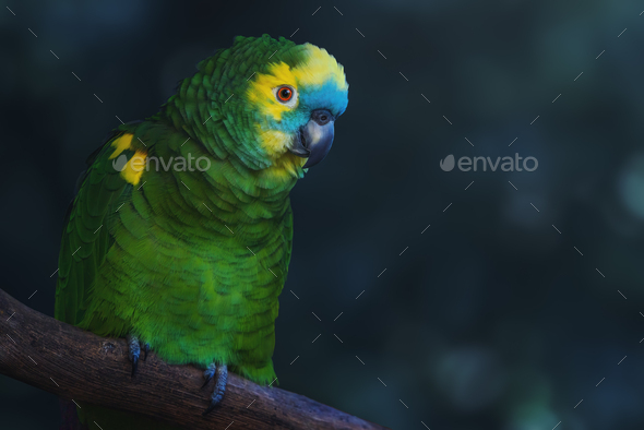 Turquoise-fronted Amazon or Blue-fronted parrot (Amazona aestiva) - Stock Photo - Images