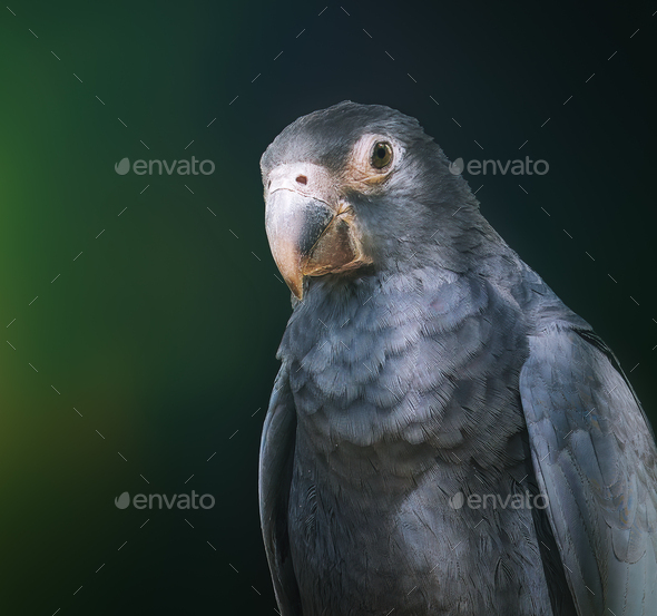 Greater Vasa Parrot (Coracopsis vasa) - Stock Photo - Images