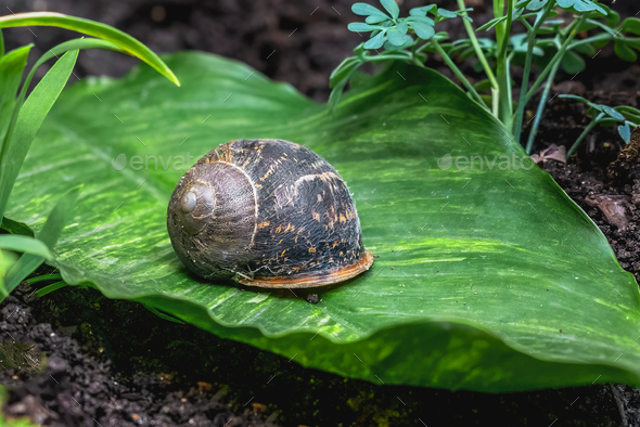 Asian Tramp Snail Shell (Bradybaena similaris) - Stock Photo - Images