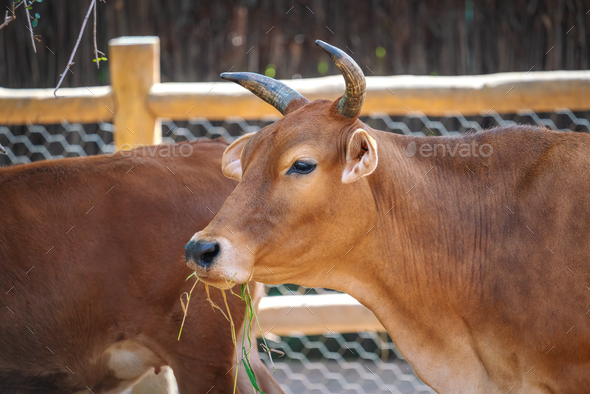 Cow head with horns (Bos taurus) - Stock Photo - Images