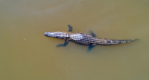 American Alligators