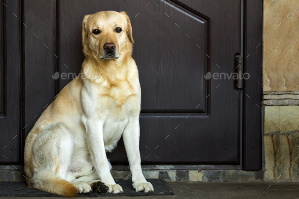 Big yellow dog sitting near house door