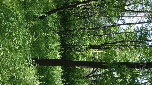Vertical Video of Forest Landscape in Summer Slow Motion alt