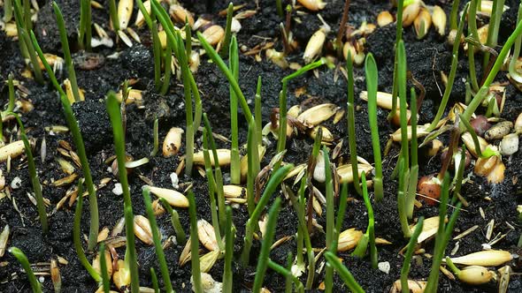 Timelapse of Green Grass Growth Close Up