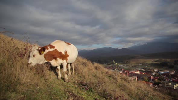 Cow grazing on a hill