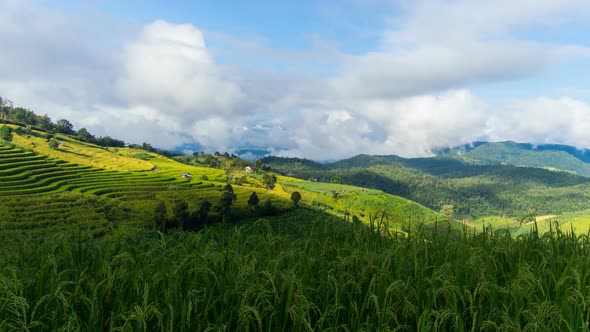 Field On Mountain alt