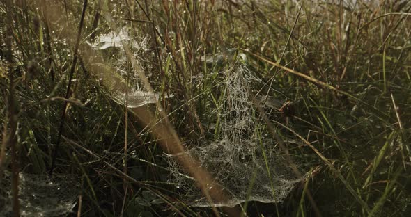 Moving slowly through the morning damp grass and spiderwebs