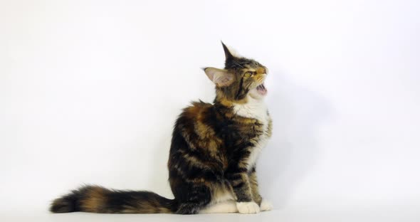 Brown Tortie Blotched Tabby and White Maine Coon Domestic Cat, Female sitting  Normandy in France alt