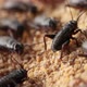Macro Footage of Crickets Eating Their Food That Farmer Feed Them - VideoHive Item for Sale