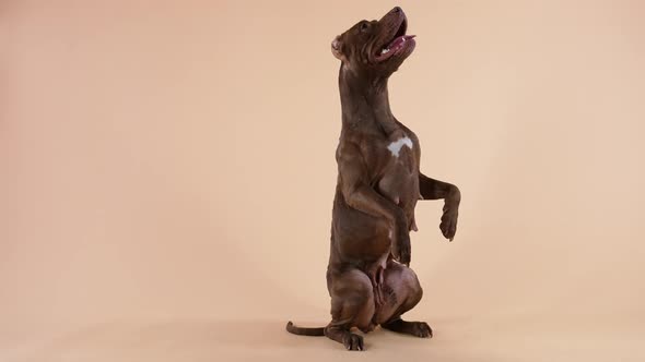 The American Pit Bull Terrier Performs the Command Stands on Its Hind Legs Sticking Out Its Tongue alt